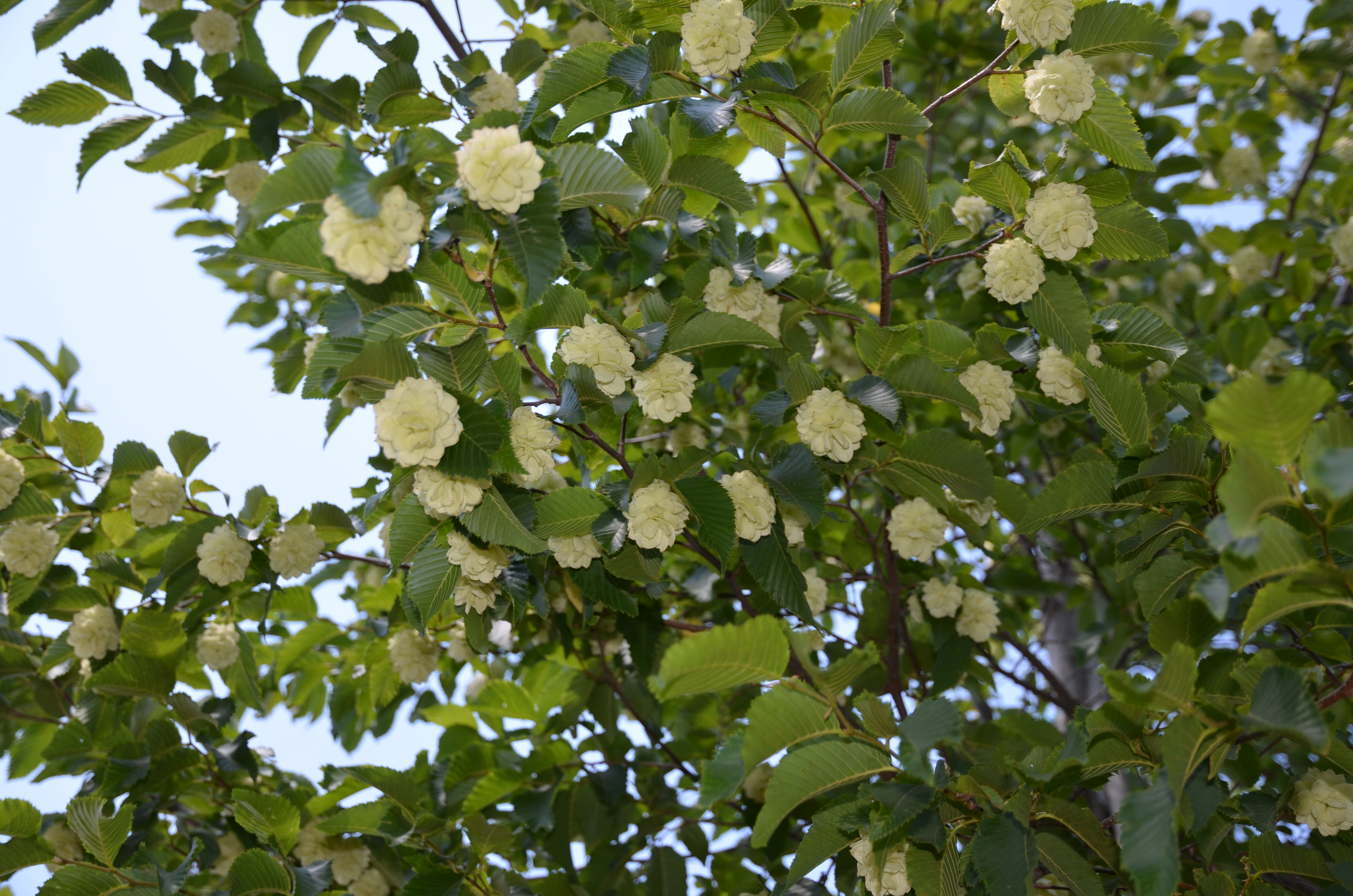 Laubbäume Sonderverkauf category icon/image